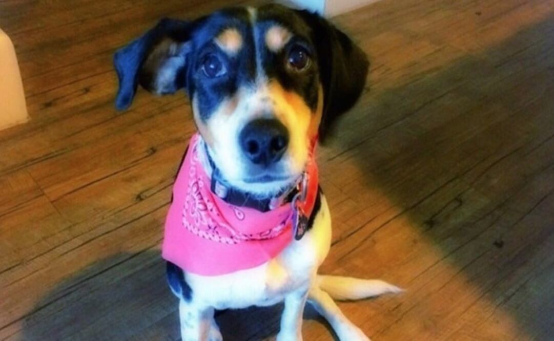 Mika, la perrita extraviada por Interjet