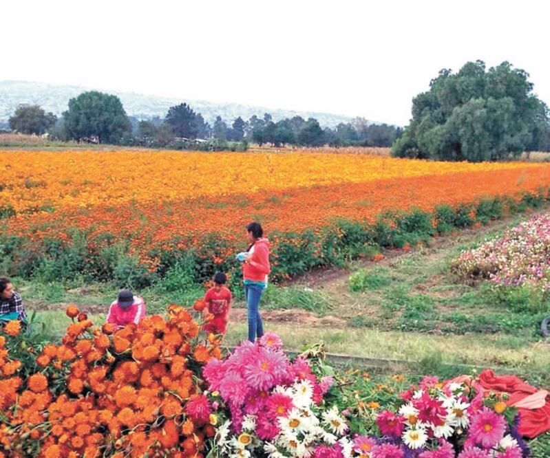 Terreno que renta el productor Gregorio Pérez Rojas junto con su familia. A la izquierda se ve la flor de cempasúchil en su etapa de color amarillo; en medio, la misma flor, pero color naranja, y a la derecha, la crisalia. Foto: CORTESÍA GREGORIO PÉREZ