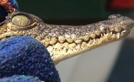 Rescatan a cocodrilo que deambulaba muy campante en calles de la colonia Morelos, CDMX