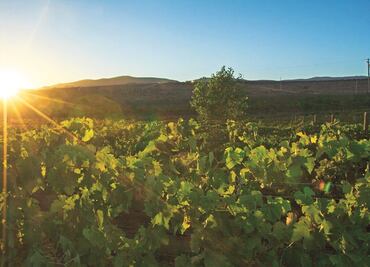 Mexico's vintage guide