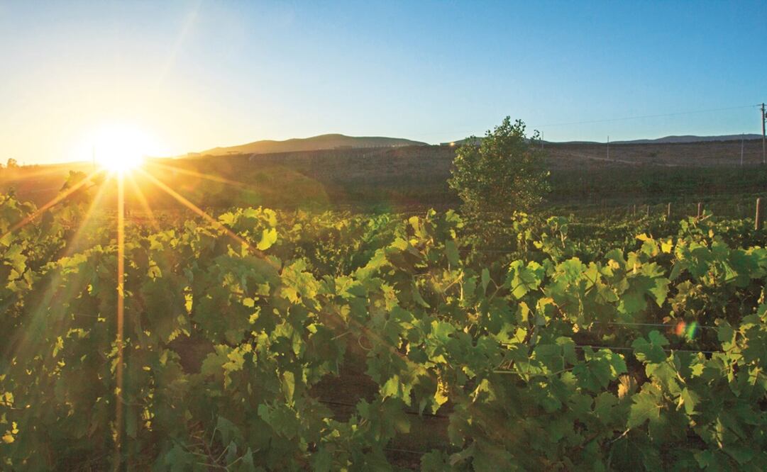 Photo: Guadalupe Valley, Baja California – File photo/EL UNIVERSAL
