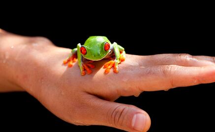 Científicos se inspiran en las ranas para mejorar telecomunicaciones