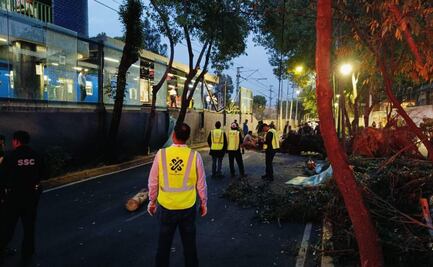 Cae árbol sobre vías del Tren Ligero en estación La Noria; no hay personas lesionadas