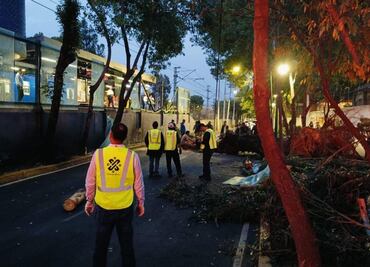 Cae árbol sobre vías del Tren Ligero en estación La Noria; no hay personas lesionadas