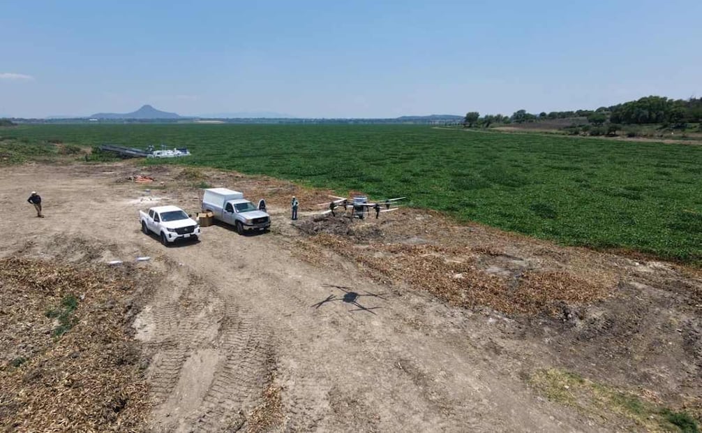 Conagua aplicó 600 kilogramos de agentes biológicos especializados para el control larvario en la Presa Endhó (20/05/2026). Foto: Especial