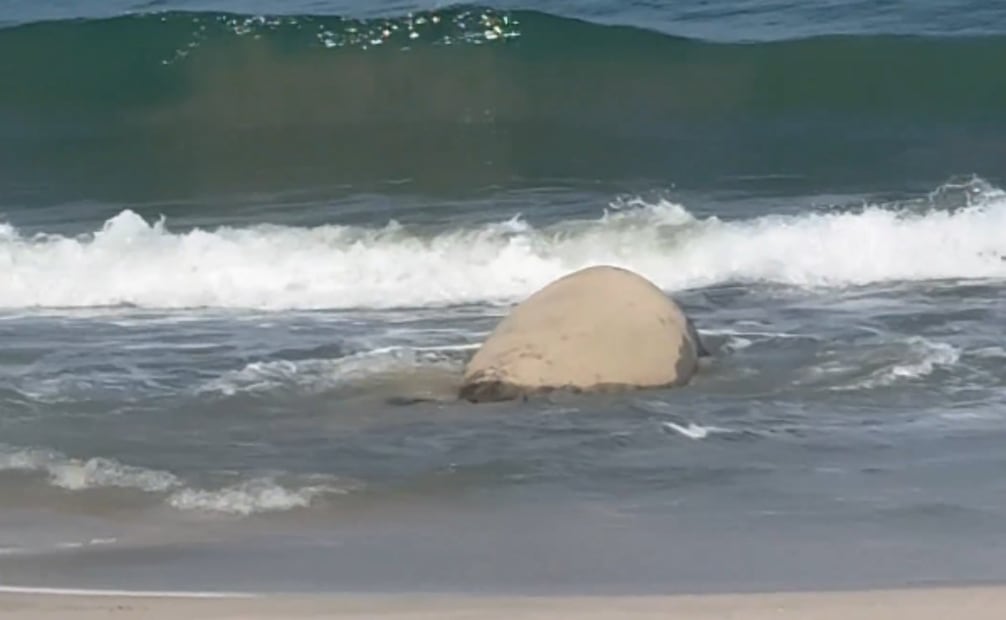 El elefante marino ha causado sensación en Nayarit (31/01/26). Foto: Captura/Profepa