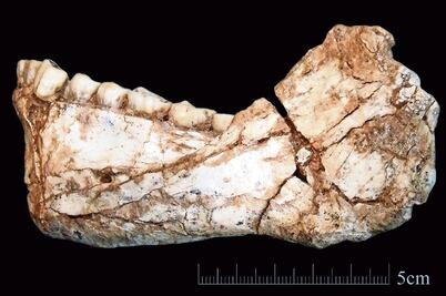Hallan en Marruecos los restos del Homo Sapiens más antiguo