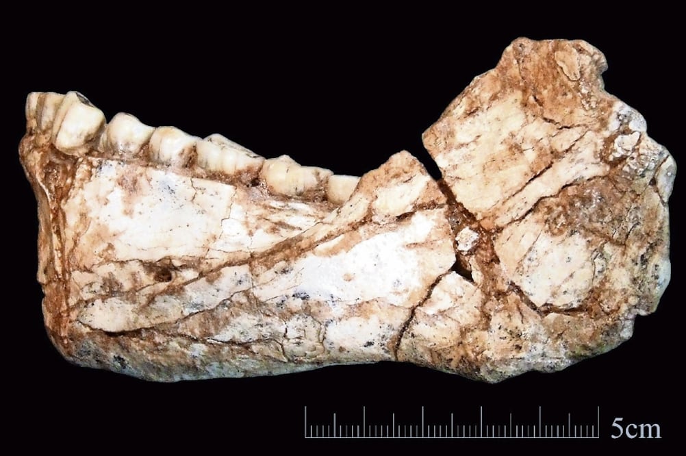 Mandíbula hallada en Yebel Irhoud; el descubrimiento confirma que el Homo Sapiens estuvo presente en todo el continente africano. (JEAN-JACQUES HUBLIN. EFE)