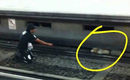 Aplican marcha de seguridad por perro en vías de Metro