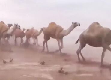 Lluvias torrenciales "ponen a nadar" a camellos en el desierto de Arabia Saudita
