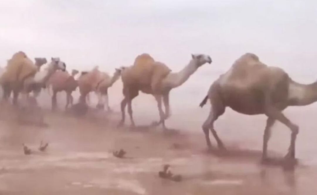 Una hilera de camellos camina sobre un desierto prácticamente inundado en medio de las extremas condiciones climáticas. Foto: Captura de pantalla