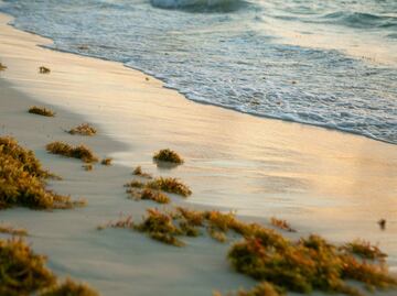 En qué temporada hay más sargazo en Quintana Roo