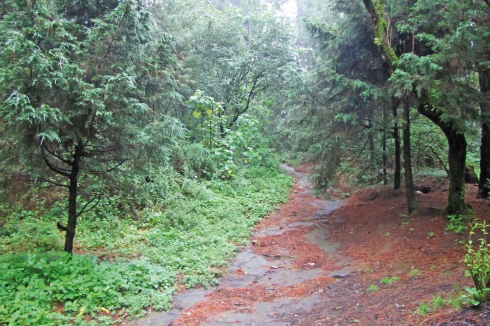 El imputado seleccionaba a sus víctimas, las sometía con un arma y las trasladaba a parajes con maleza (ARCHIVO EL UNIVERSAL)