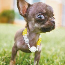 Recomiendan no dar perros chihuahua a menores