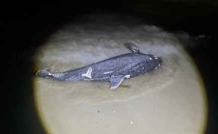 Recala delfín sin vida en playas de Progreso, Yucatán; policías municipales lo entierran