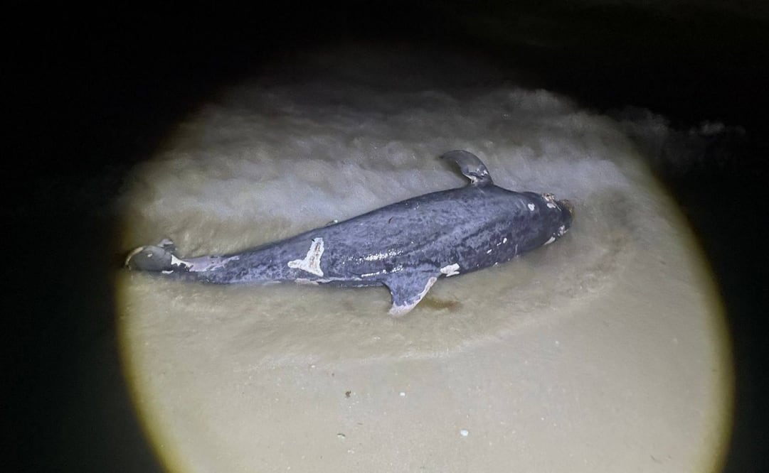Hallazgo de un delfín que recaló sin vida en una playa de Yucatán (18/02/2026). Foto: Especial