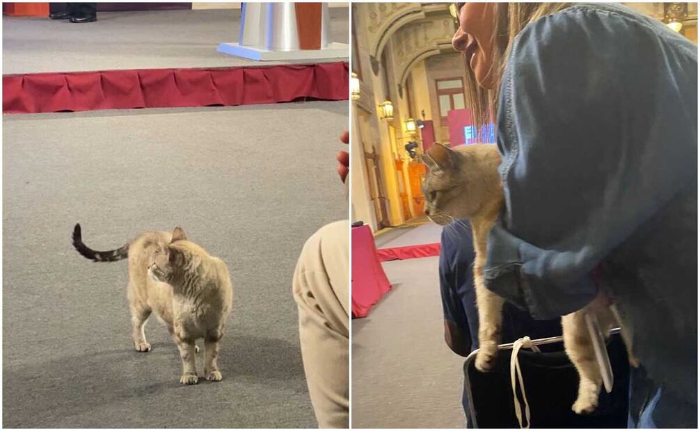 "Zeus" llegó muy temprano a la mañanera, pero fue retirado minutos después por personal de Comunicación Social de Presidencia. Foto: Pedro Villa y Caña
