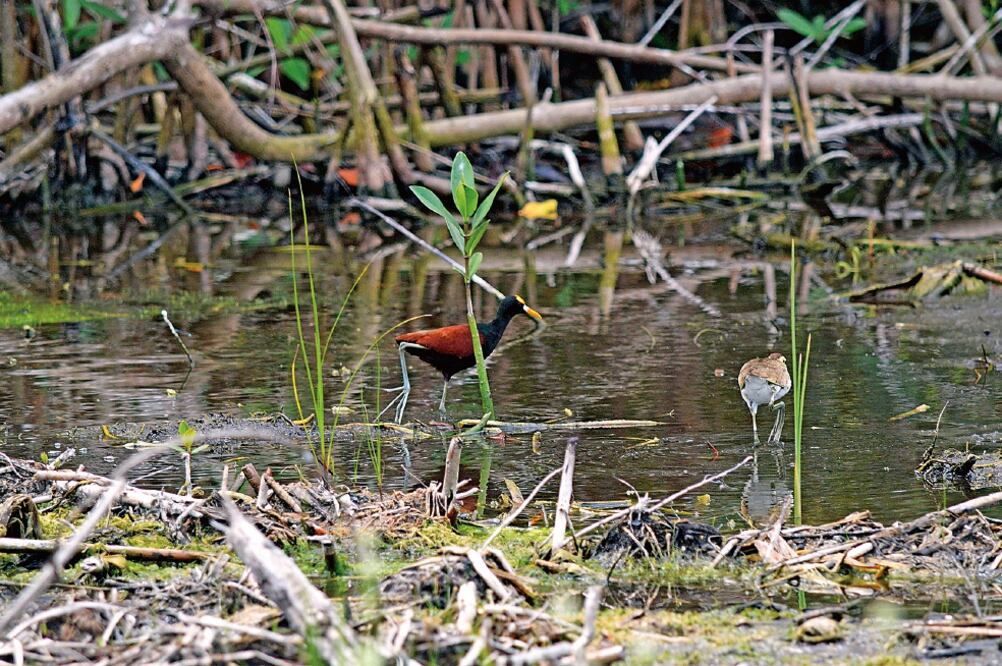 En agosto de 2015 el proyecto en el manglar fue detenido por un juez; el 16 de enero pasado trabajadores entraron a continuar las maniobras del proyecto, que de acuerdo con ambientalistas mataron a animales endémicos (ELIZABETH RUIZ. CUARTOSCURO)