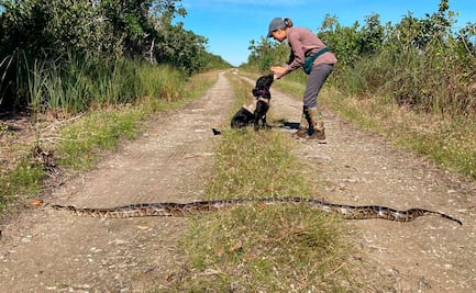 “Truman y “Eleanor”, los perros entrenados para cazar pitones birmanas en Florida