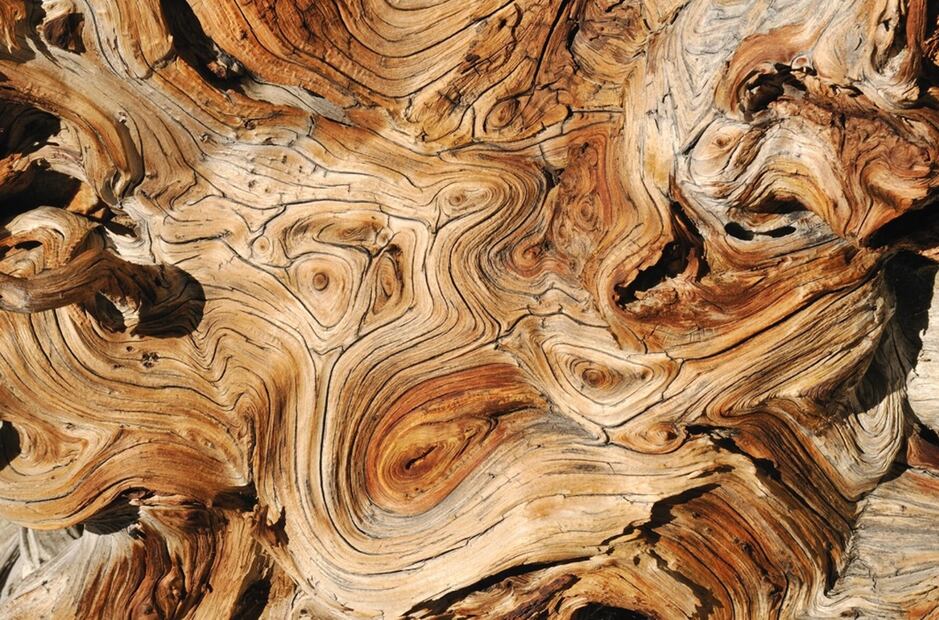 Foto: PST vía Finn Partners.