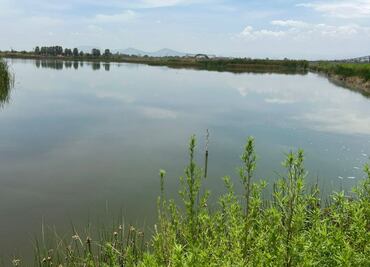 Terrenos del NAIM en el Lago de Texcoco, recuperan presencia de agua; “confirma resiliencia del ecosistema”: activistas