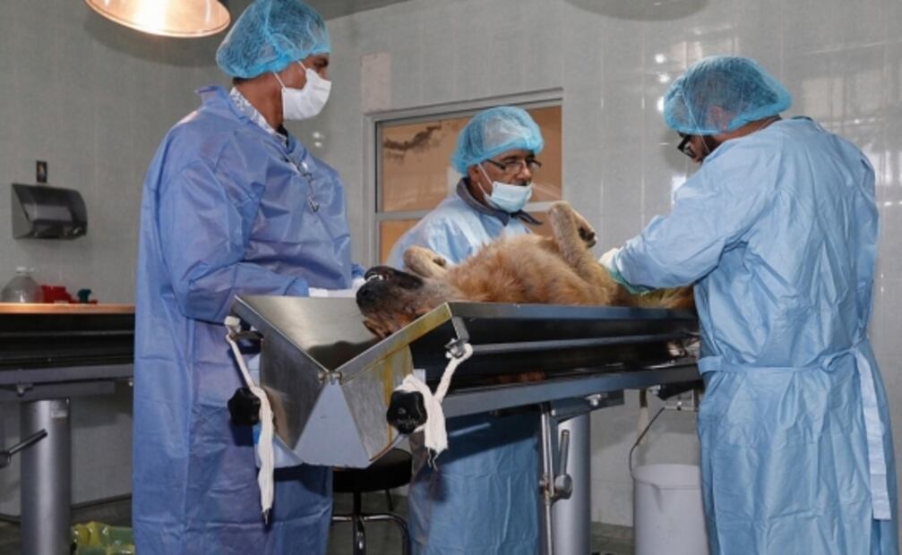 Suspenden vacunación antirrábica por sospecha de casos Covid-19 entre personal médico y operativo en Toluca 