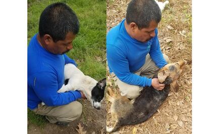 Hombre rompe en llanto al publicar video con sus perros envenenados en EU