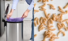 ¿Por qué salen gusanos blancos en la cocina?; conoce causas, focos de infección y cómo eliminarlos