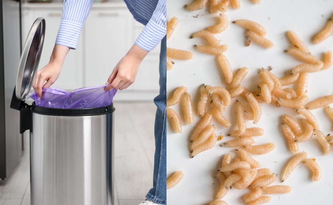 Los gusanos suelen ser larvas de mosca que se desarrollan en restos de comida y humedad. Foto: Canva