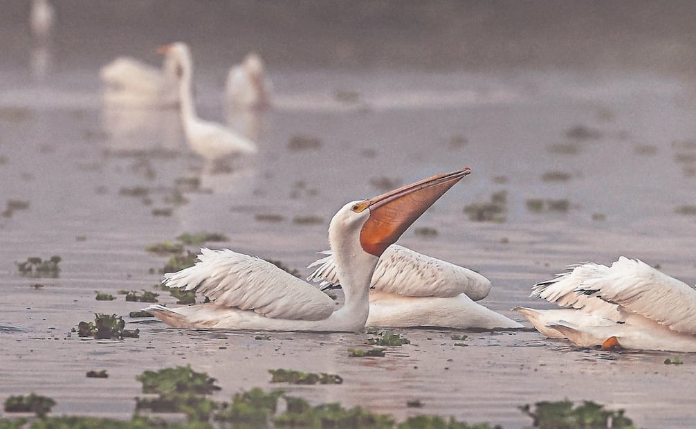 El pelícano blanco americano llega a México en varias parvadas a partir de noviembre, y tiene su periodo de auge en los meses de diciembre y enero. Foto: Gabriel Pano/ EL UNIVERSAL