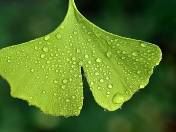 Qué es el Ginkgo biloba y para qué sirve tomarlo
