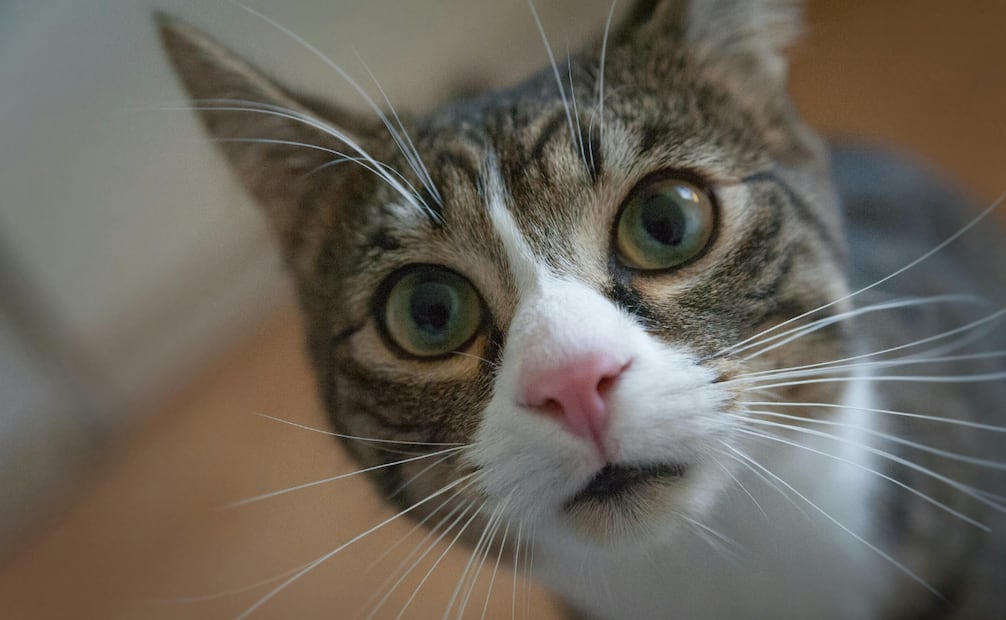 Los gatos esconden más que miradas expresivas y largas siestas. Foto: Canva