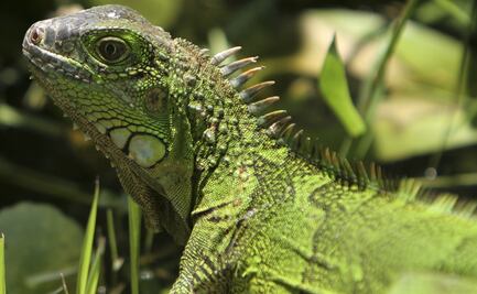 Alertan en Florida por "lluvia de iguanas congeladas" 
