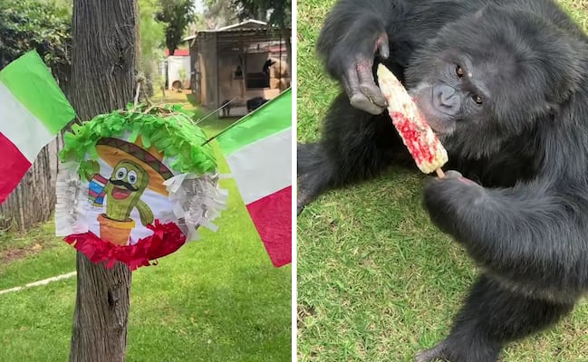 ¡Fiesta patria en el Zoo de Morelia!; los primates disfrutan de sus elotes preparados