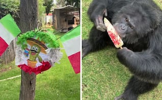 ¡Fiesta patria en el Zoo de Morelia!; los primates disfrutan de sus elotes preparados