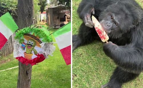 ¡Fiesta patria en el Zoo de Morelia!; los primates disfrutan de sus elotes preparados