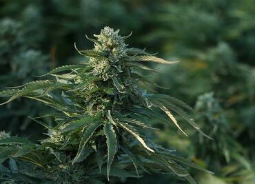 Marijuana museum in Mexico City seeks to vindicate cannabis