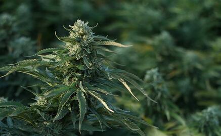 Marijuana museum in Mexico City seeks to vindicate cannabis