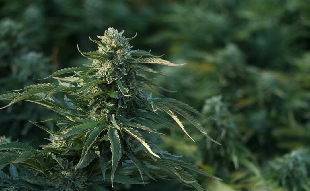 Julio Zenil explained that the museum had all sorts of marijuana-based products, including backpacks, beer, medicine, and all sorts of clothes, highlighting the multiple uses of marijuana - Photo: Taken from Museo del Cáñamo's official Facebook page