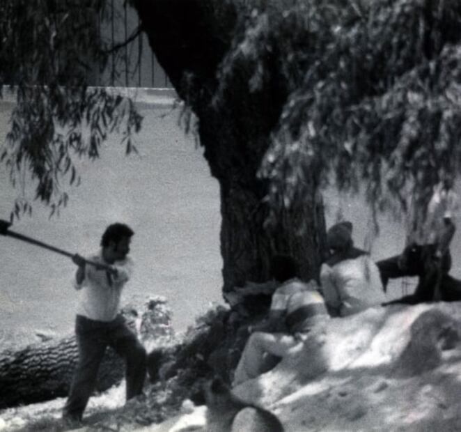 Tala ilegal, un viejo problema en México