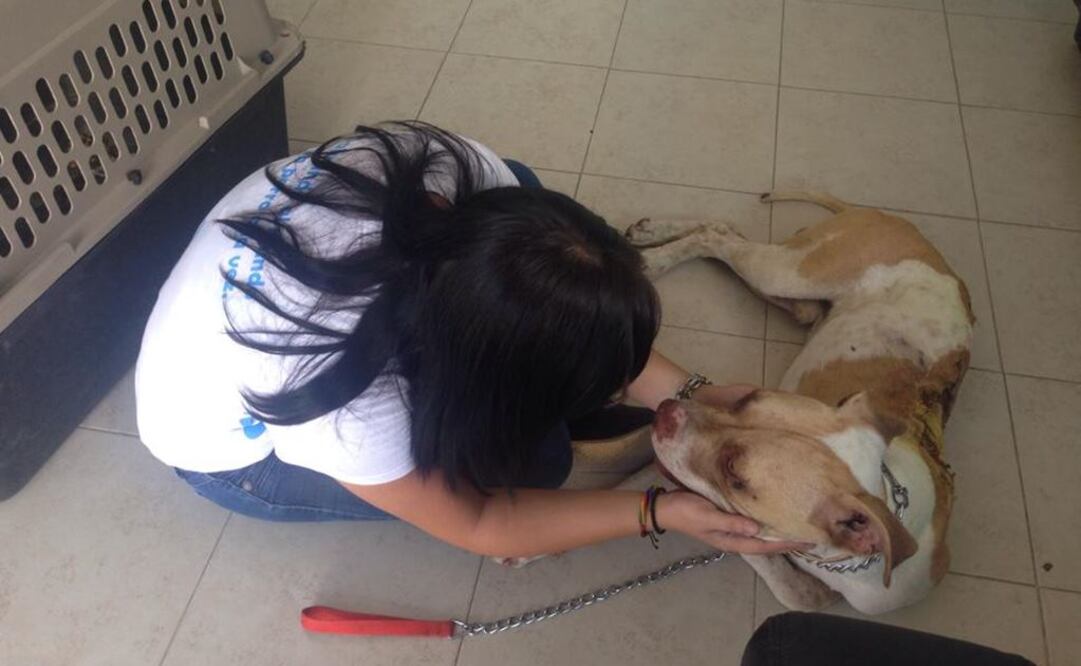 Alertan a SSPDF tras el aumento de peleas de perros