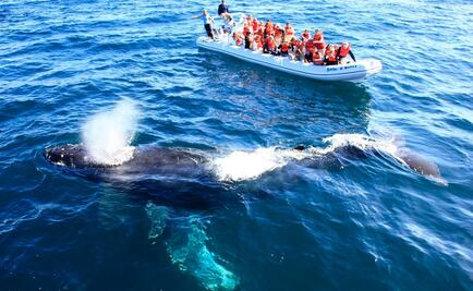 Inicia mañana temporada de avistamiento de ballenas