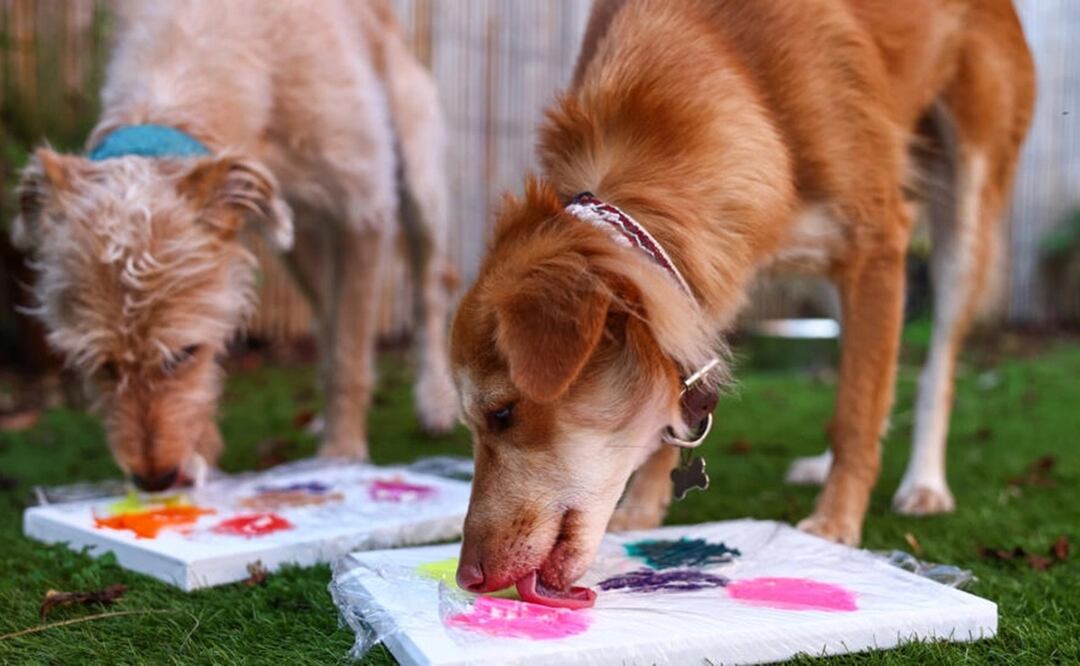 Las perras rescatadas Rosie (izq.) y Alba pintan unos cuadros el 23 de noviembre de 2023 en el Animal Rescue Centre (ARC) de Bristol, en el oeste de Inglaterra. Foto: AFP