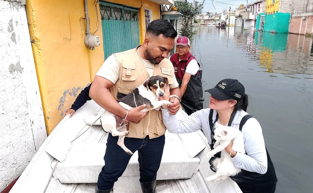 Delfina Gómez lidera rescate de animales afectados por lluvias en Chalco; agradece apoyo de brigadas y asociaciones. Foto: Especial