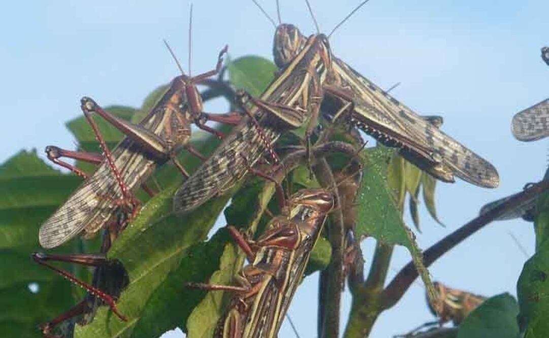 Machas de langosta aparecieron en varios puntos de Yucatán. Foto Especial.