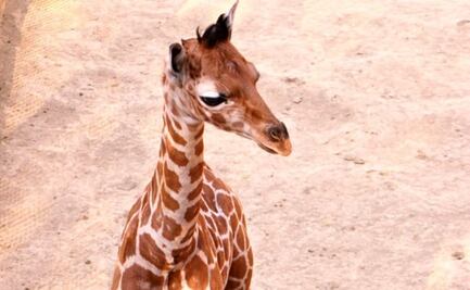 Anuncian nacimiento de jirafa en zoológico de Chapultepec 
