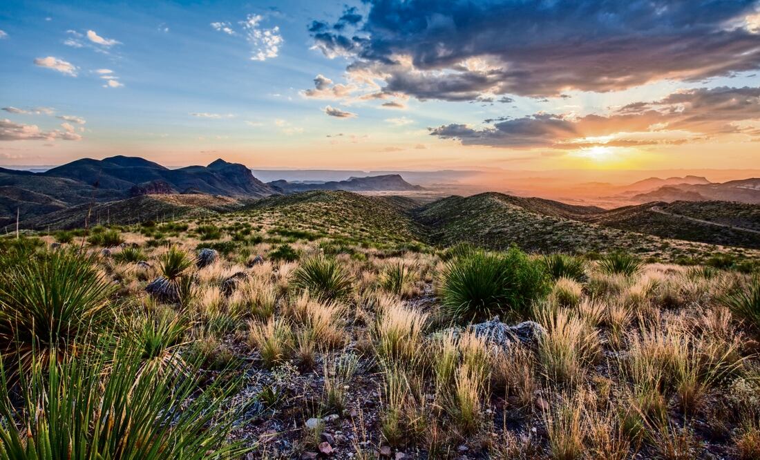 Sotol de Chihuahua conquista el mundo