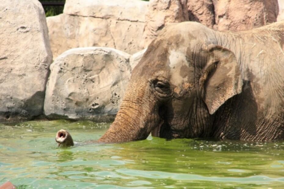Lugares para celebrar el Día del Niño en la CDMX por 100 pesos