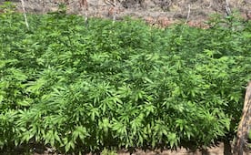 Marina incinera dos plantíos de marihuana en Tijuana; tenían un peso aproximado de 44 toneladas