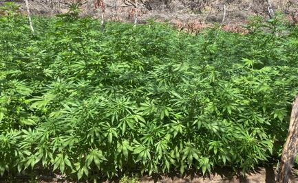 Marina incinera dos plantíos de marihuana en Tijuana; tenían un peso aproximado de 44 toneladas